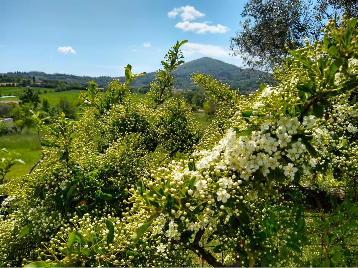 Le Piracante Caiazzo Εξωτερικό φωτογραφία