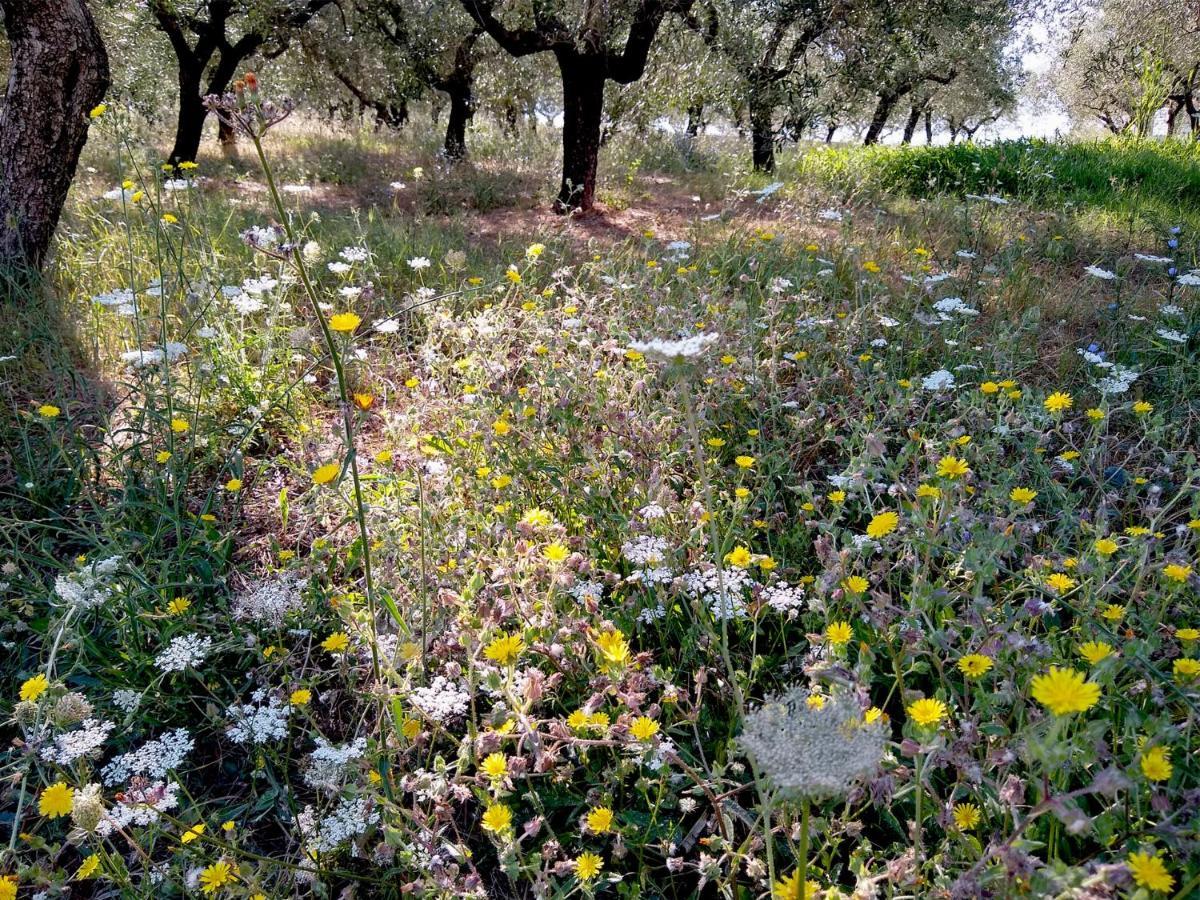 Le Piracante Caiazzo Εξωτερικό φωτογραφία
