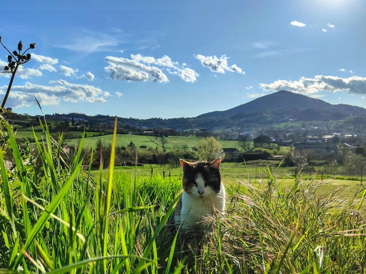 Le Piracante Caiazzo Εξωτερικό φωτογραφία